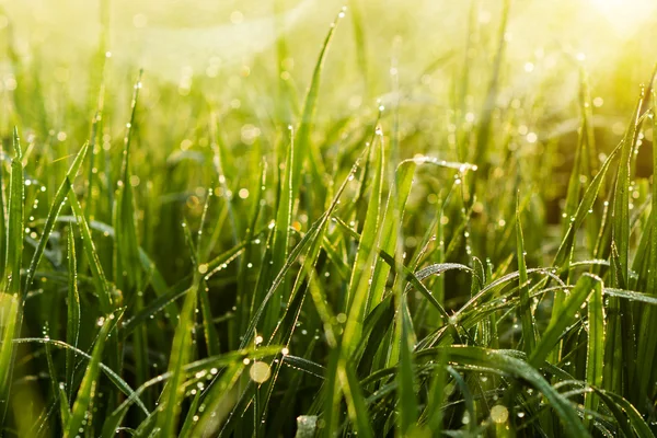 Drop dew and wild grass in the nature. — Stock Photo, Image