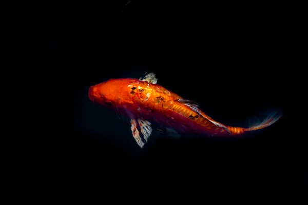 붉은 코이 잉어 — 스톡 사진