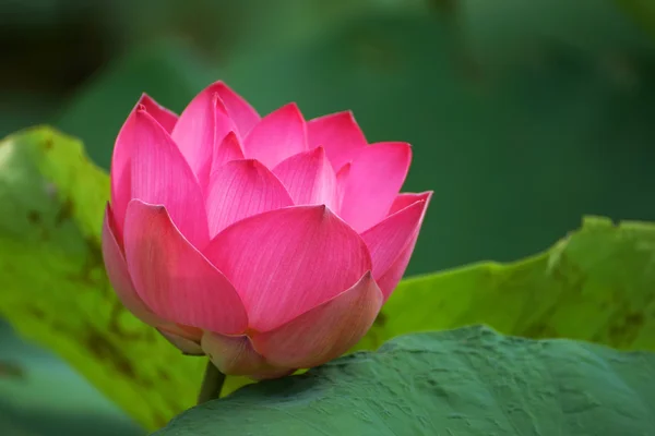 Vackra lotus — Stockfoto