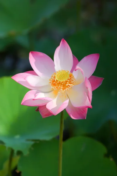 Prachtige lotus — Stockfoto