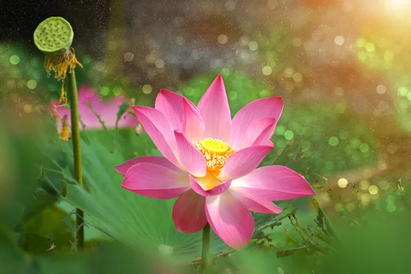 Beautiful lotus — Stock Photo, Image