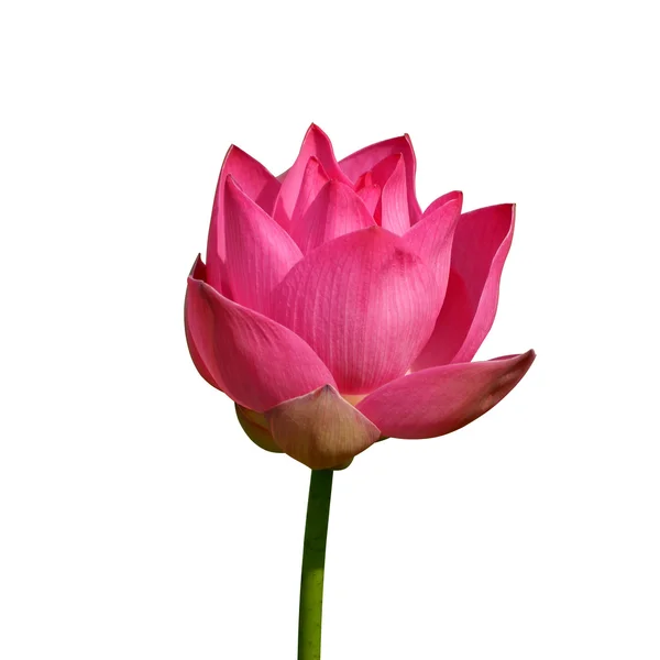 Beautiful lotus — Stock Photo, Image