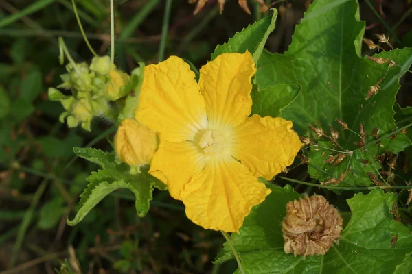 Close up de flor de abóbora . — Fotografia de Stock