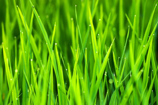 Planta de arroz no campo de arroz com orvalho gota . — Fotografia de Stock