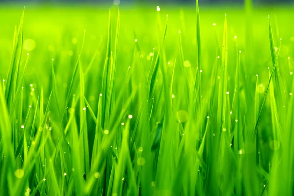 Planta de arroz no campo de arroz com orvalho gota . — Fotografia de Stock