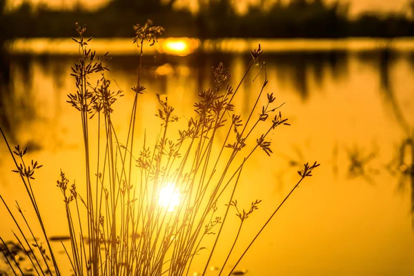 Hierba de flores y cielo puesta de sol en el lago . — Foto de Stock