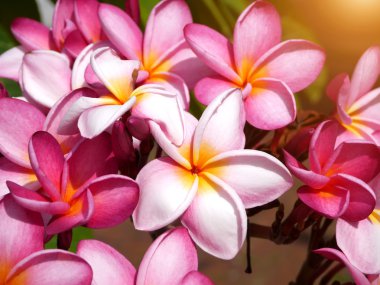 Pembe frangipani çiçek ağaç üzerinde.