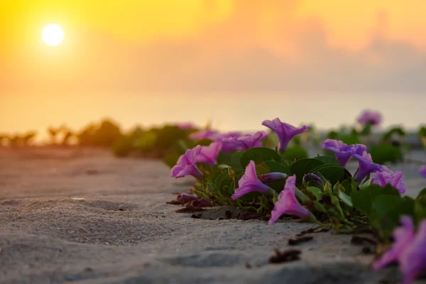 Ipomoea bloemen en zonsopgang in de ochtend. — Stockfoto