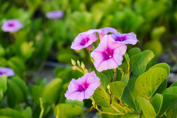 Ipomoea çiçek ve gündoğumu sabah. — Stok fotoğraf