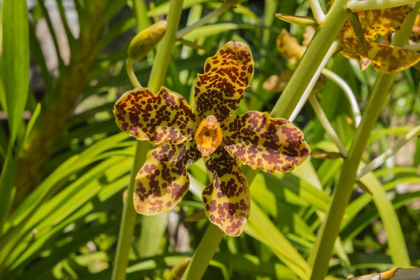 Tiger Orchid flower or Leopard Flower. — Stock Photo, Image