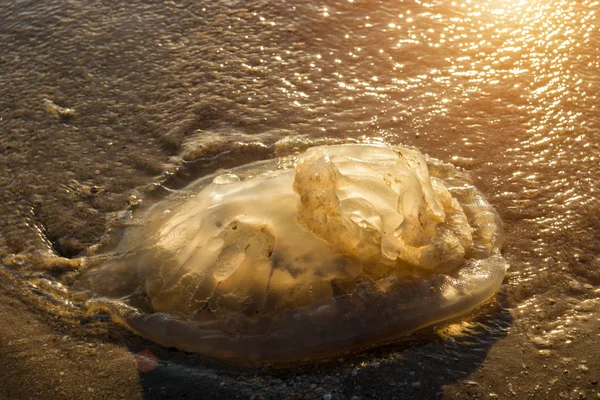 Мертва медуза на пляжі — стокове фото