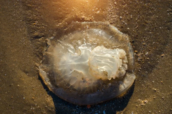 Meduse morte sulla spiaggia — Foto Stock