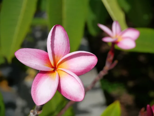 Flor de frangipani rosa na árvore . — Fotografia de Stock