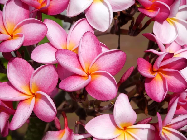 Roze frangipani bloem op de boom. — Stockfoto