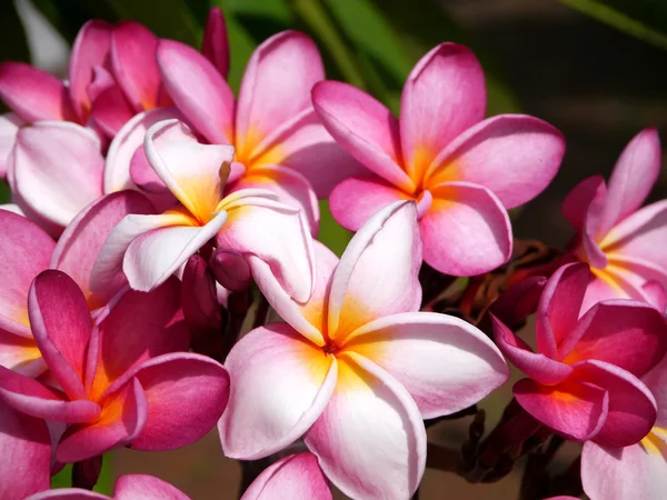 Pembe frangipani çiçek ağaç üzerinde. — Stok fotoğraf