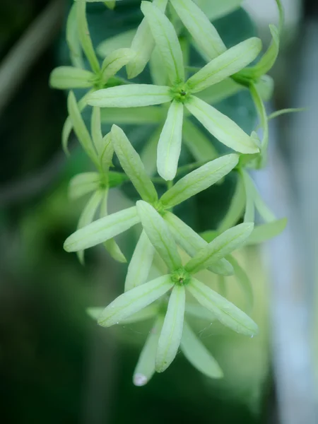 Yeşil Petrea çiçekler. (Kraliçe'nin çelenk, zımpara asma, Wr mor — Stok fotoğraf
