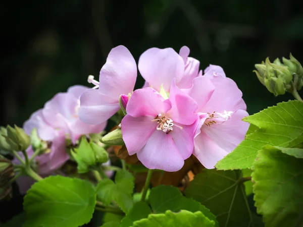 Růžové dombeya květ. (dombeya elegans) — Stock fotografie