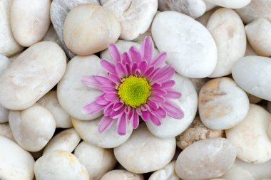 Kasımpatı ve beyaz taşlar.