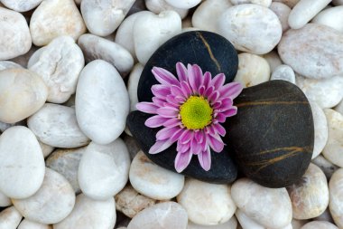 Kasımpatı ve taşlar.