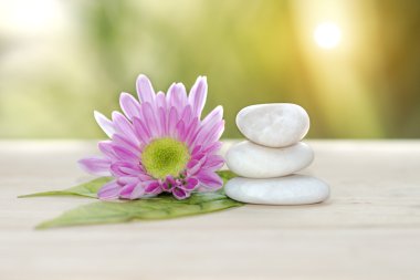 Kasımpatı ve beyaz taşlar.