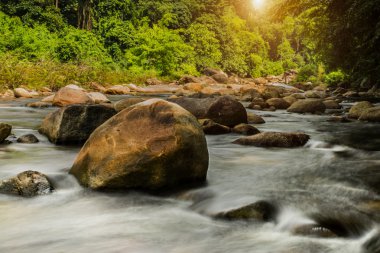 Tropik ormandaki küçük brook.