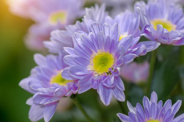 Fioletowy kwiat chryzantemy. — Zdjęcie stockowe