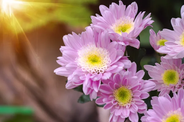Fioletowy kwiat chryzantemy z bliska — Zdjęcie stockowe