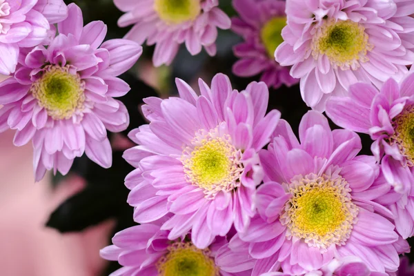 Fioletowy kwiat chryzantemy z bliska — Zdjęcie stockowe