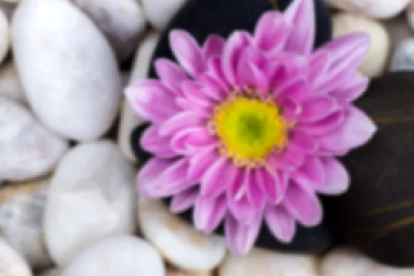 Chrysanthemum and stones. — Stock Photo, Image