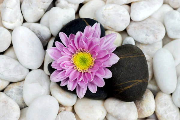 Chrysanthemum and stones. — Stock Photo, Image