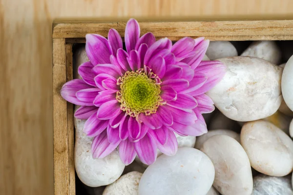 Chrysanthemum and white stones. — Stock Photo, Image