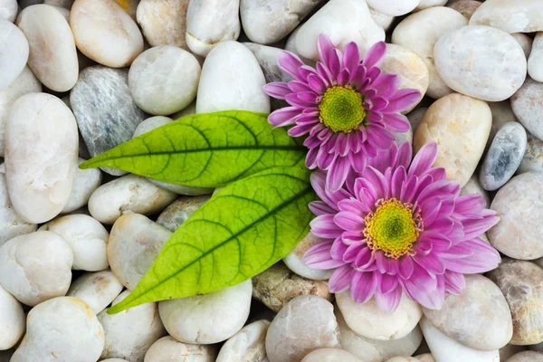 Chrysanthemum and white stones. — Stock Photo, Image