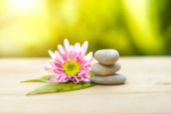 Chrysanthemum and stones. — Stock Photo, Image