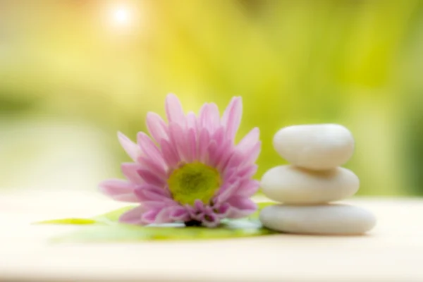 Chrysanthemum and white stones. — Stock Photo, Image