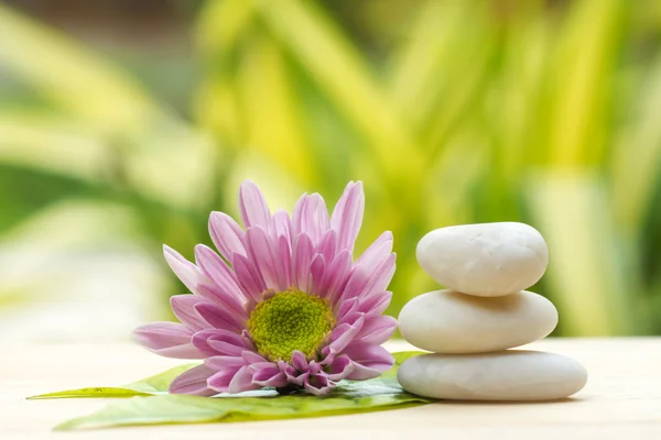 Chrysanthemum and white stones. — Stock Photo, Image