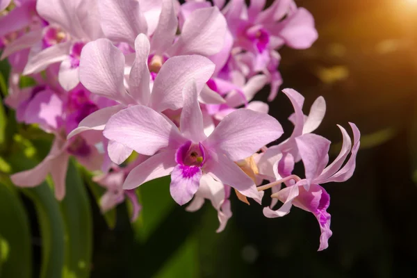Mooie orchideebloem. — Stockfoto
