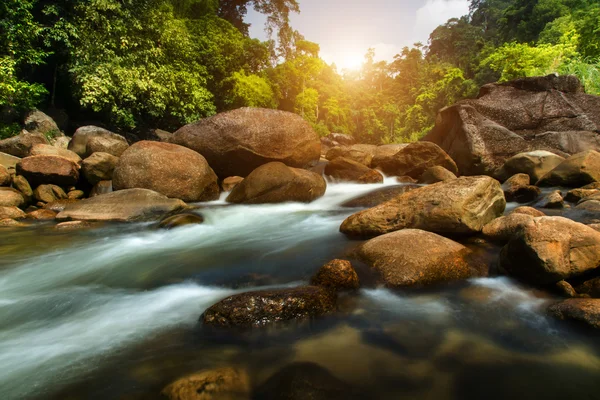 Petit ruisseau en forêt tropicale . — Photo