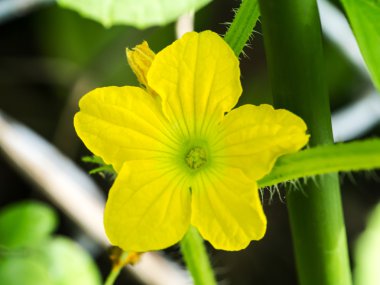 Kavun çiçek ağaç üzerinde.