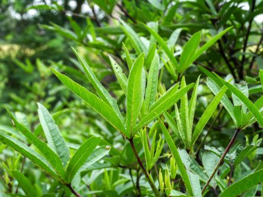 Hibiscus sabdariffa veya roselle meyve bırakın.