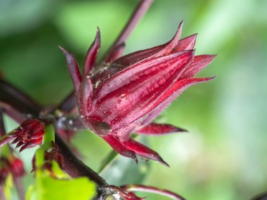 Hibiscus sabdariffa veya roselle meyve çiçek