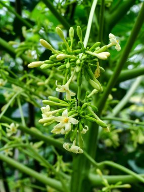 Papaya çiçekleri ve tomurcukları