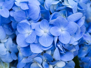 Mavi ortanca çiçek.