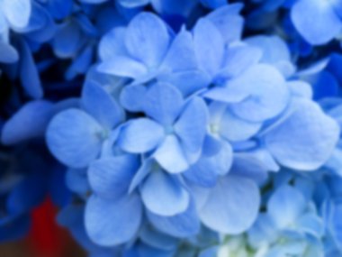 Mavi ortanca çiçek.