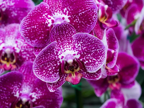 Krásná orchidej květina. — Stock fotografie