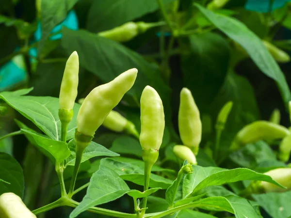 Hot chili peppers on the tree in nature. — Stock Photo, Image