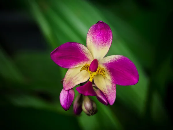 Fiori di orchidee macinate — Foto Stock