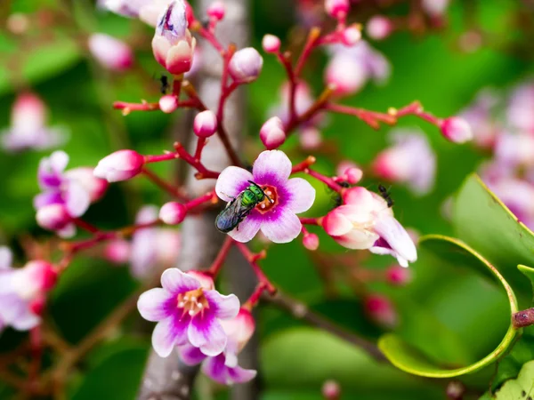 スター フルーツの花のピンク色 — ストック写真