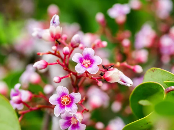 Roze kleur van Stervrucht bloem — Stockfoto