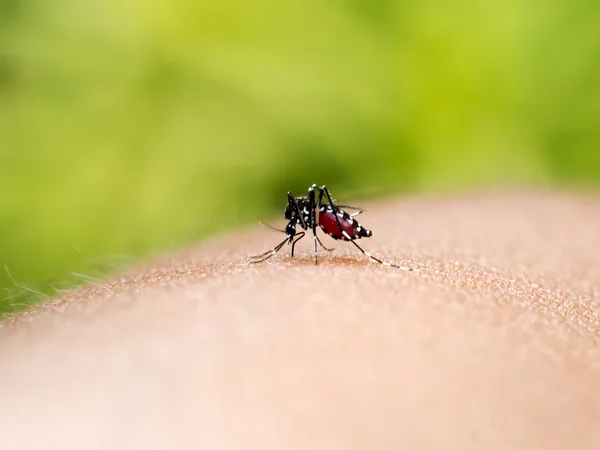 Mosquito chupando sangre . — Foto de Stock