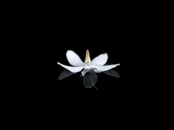 Biały kwiat Wrightia religiosa Benth na czarnym tle. — Zdjęcie stockowe